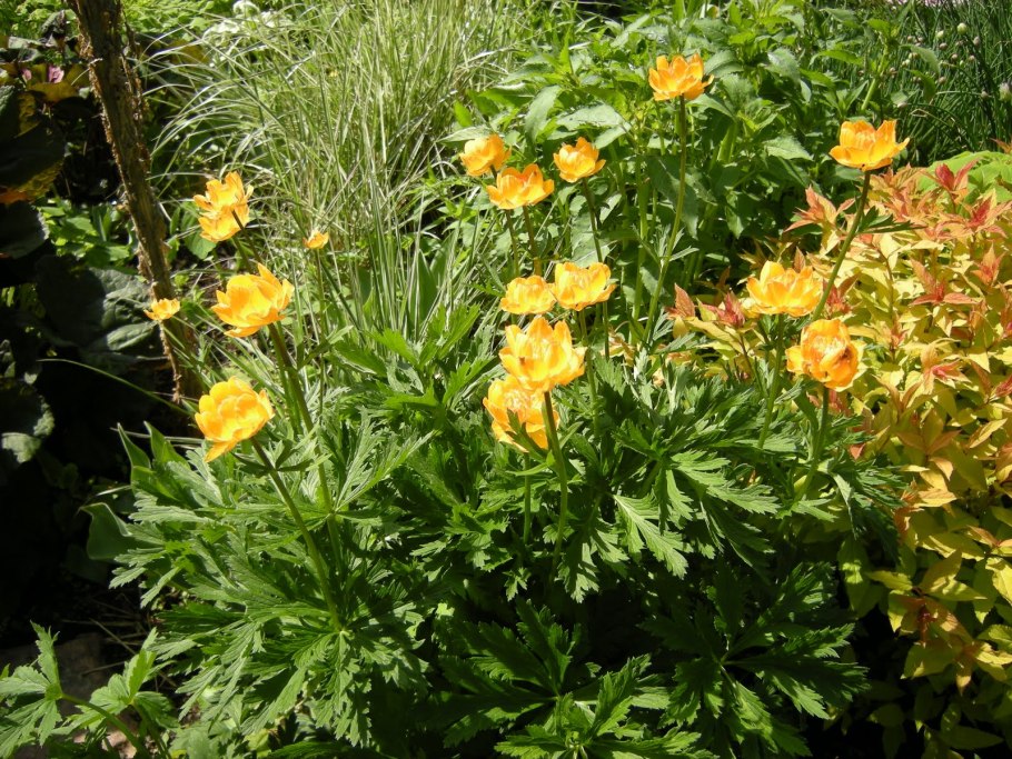 Купальница Trollius Orange Princess
