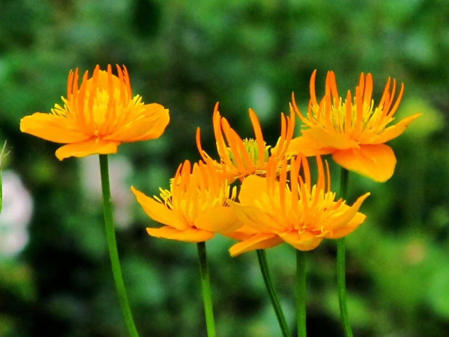Купальница Trollius chinensis Golden Queen