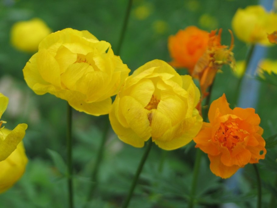 Купальница Сибирская