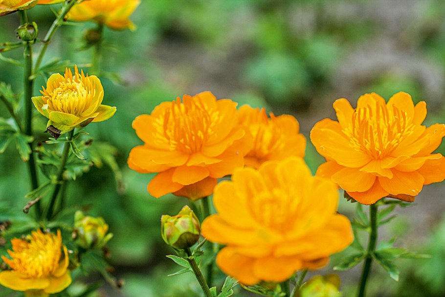 Trollius chinensis