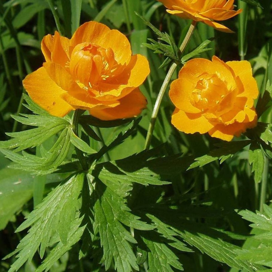 Trollius chinensis