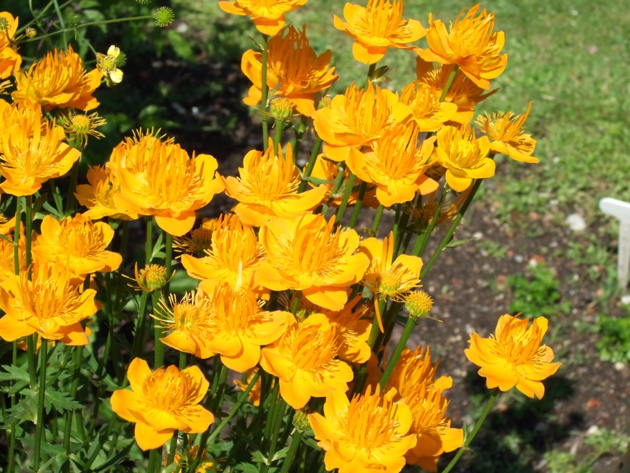 Купальница китайская (Trollius chinensis)