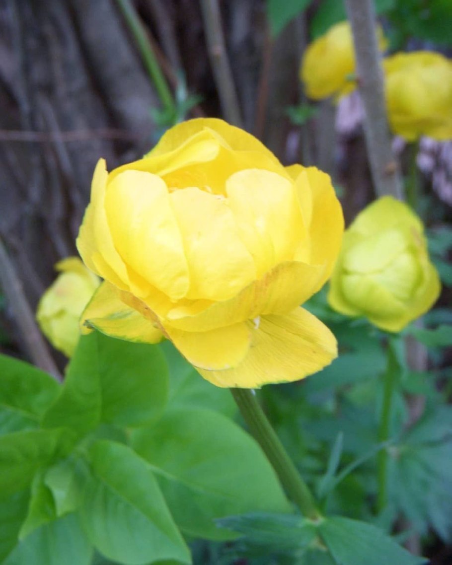 Растение купальница