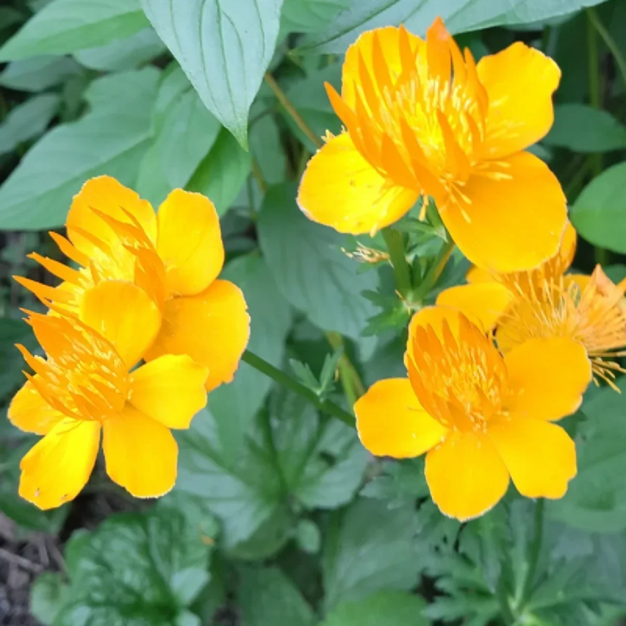 Китайская купальница Ледебура