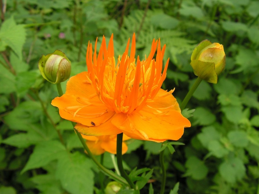 Купальница оранж принцесс