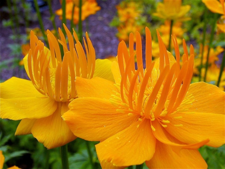 Купальница китайская Голден куин