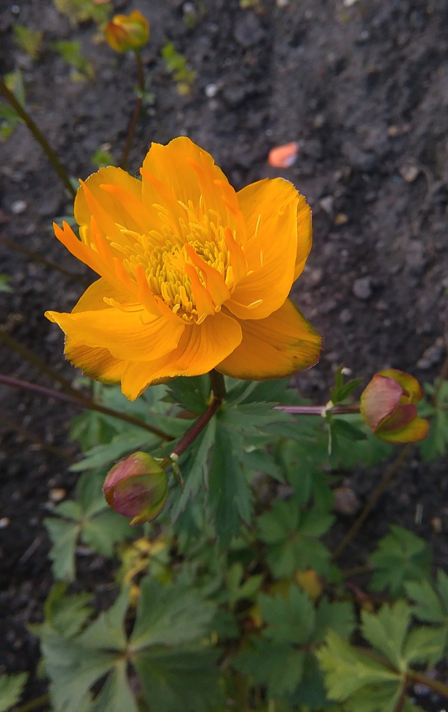 Купальница азиатская