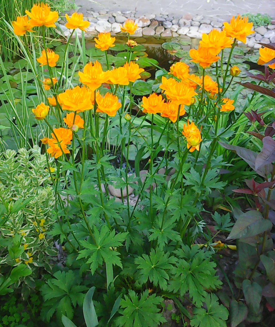 Купальница китайская Голден Квин