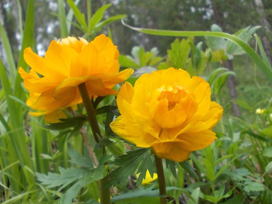 Цветок купальница китайская