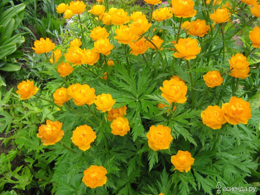 Купальница chinensis Golden Queen