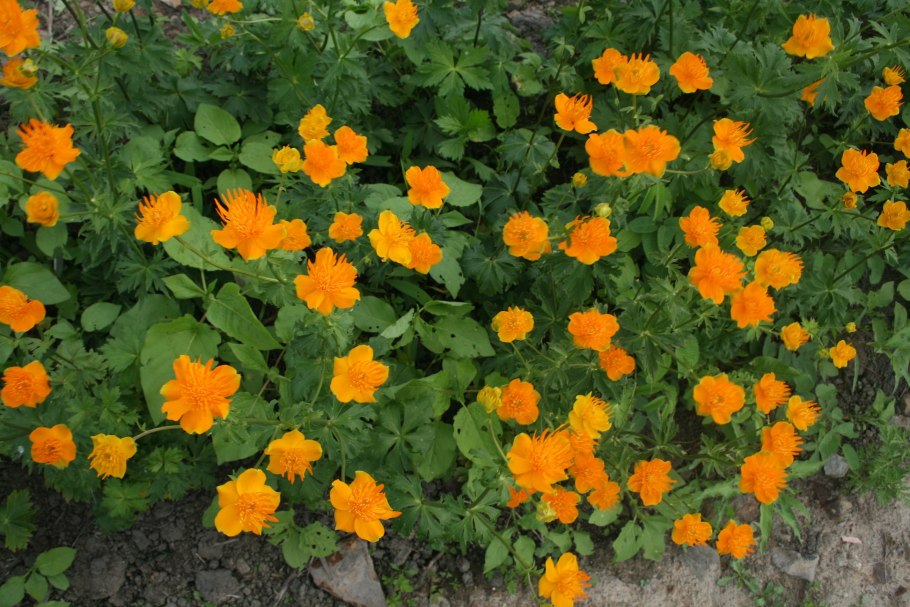 11 Купальница китайская (Trollius chinensis) (20 шт) редкие овощи/10