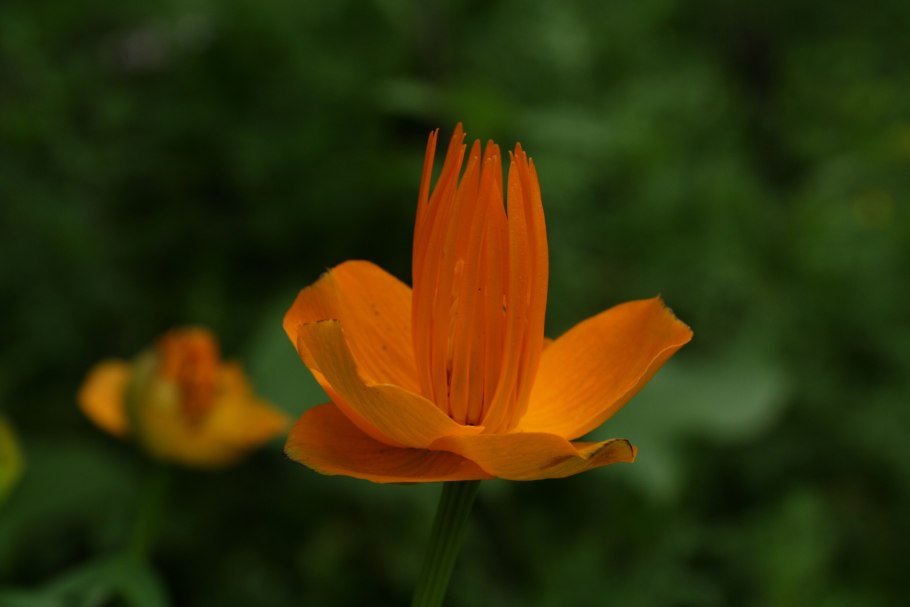 Купальница Trollius chinensis Golden Queen