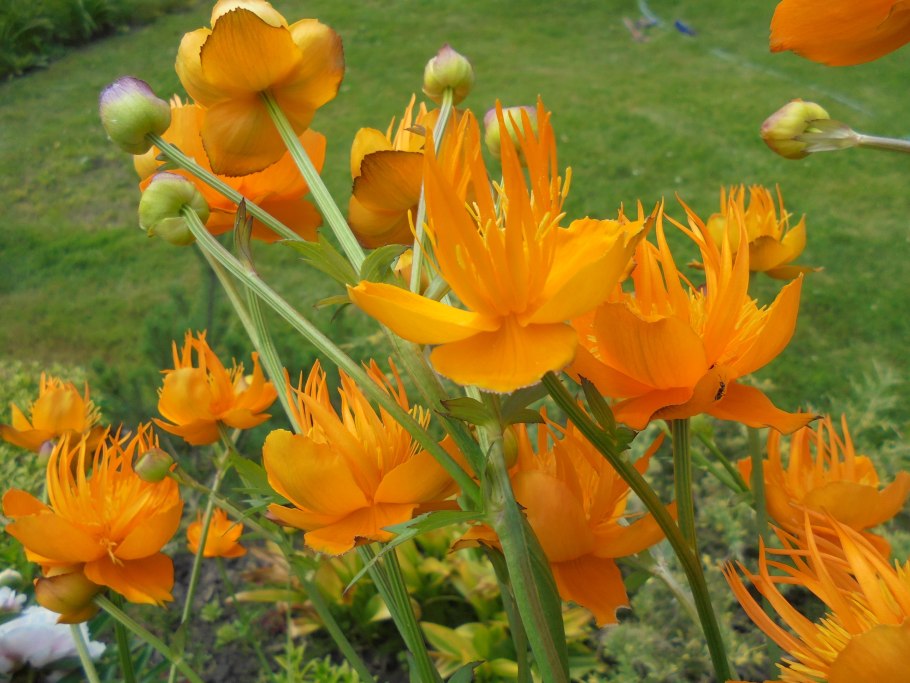 Купальница Голден Квин