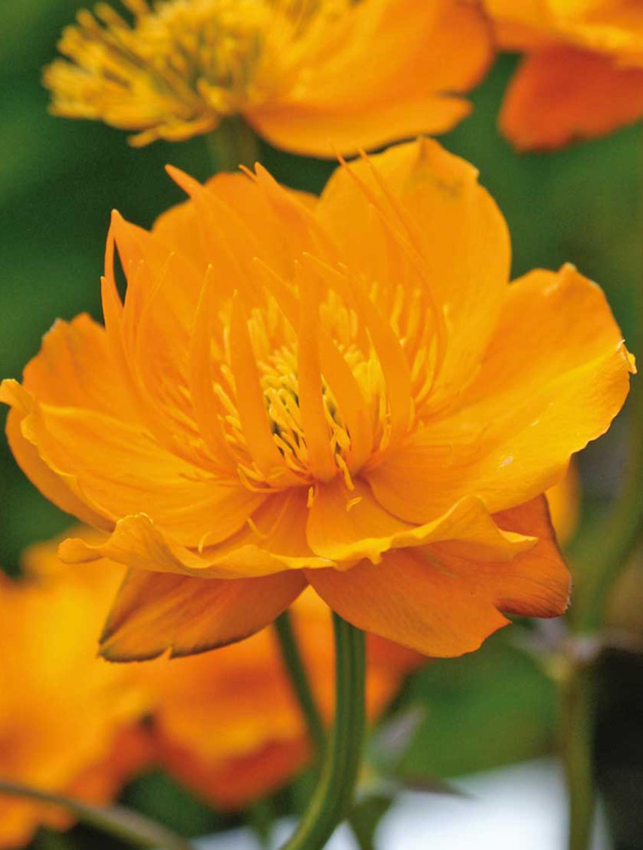 Купальница китайская голден квин