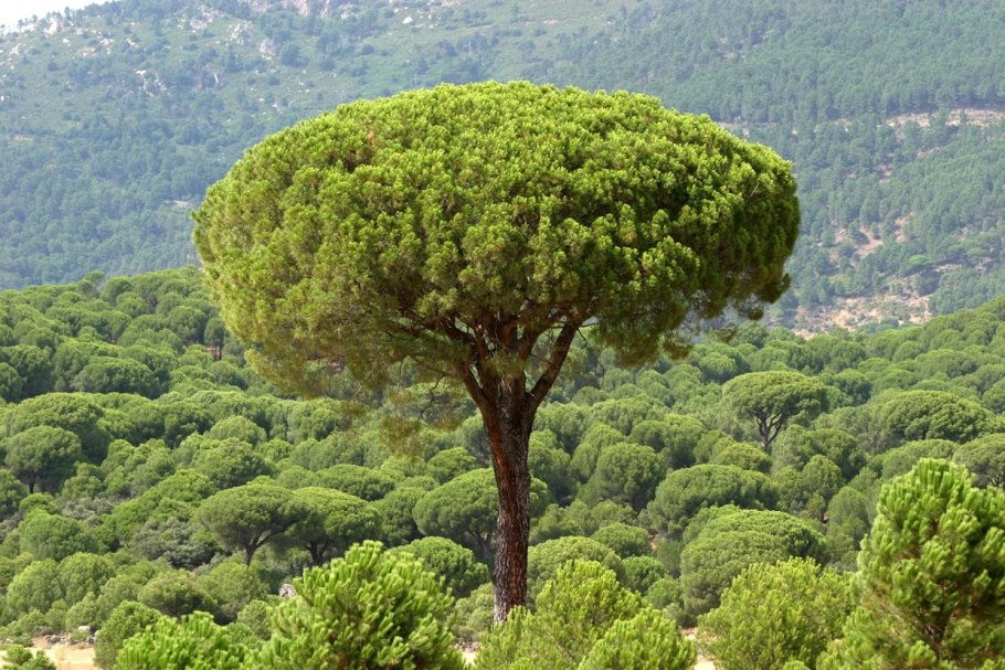 Пиния (Pinus pinea)