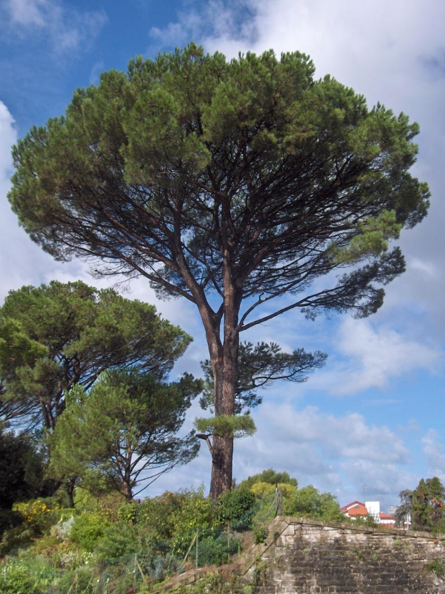 Пиния (Pinus pinea)