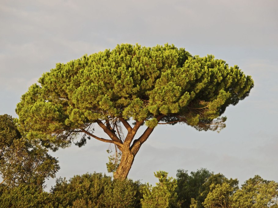Дерево Pinus pinea