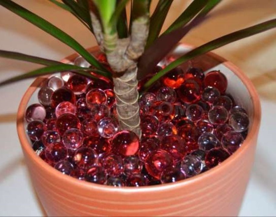 Рассада в пластиковых бутылках