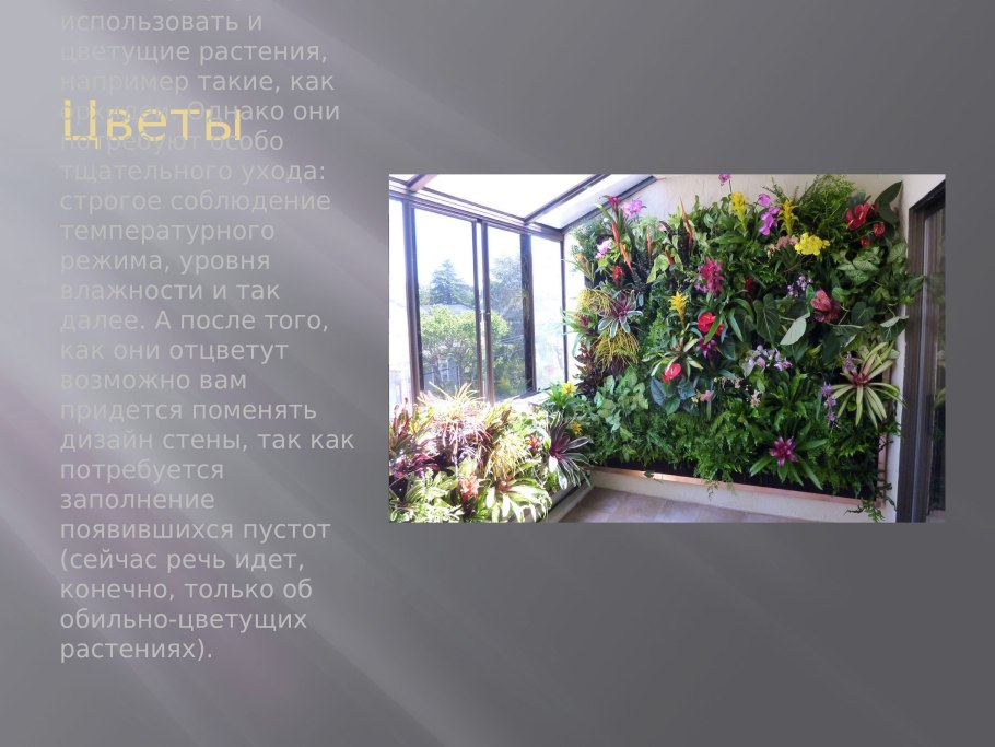 Суккулентный садик