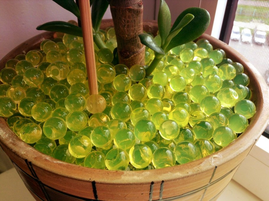 Кейл красный микрозелень