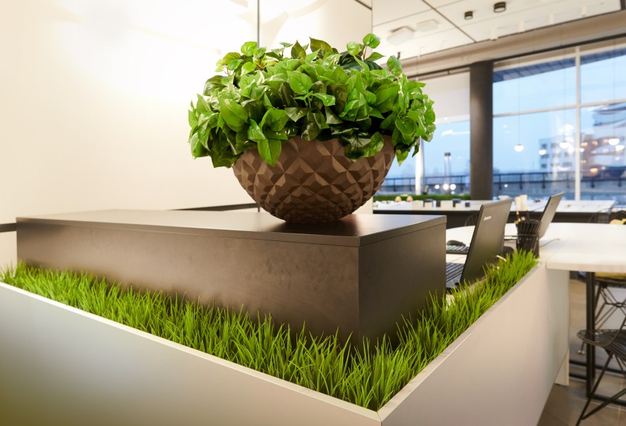 Зелень на подоконнике