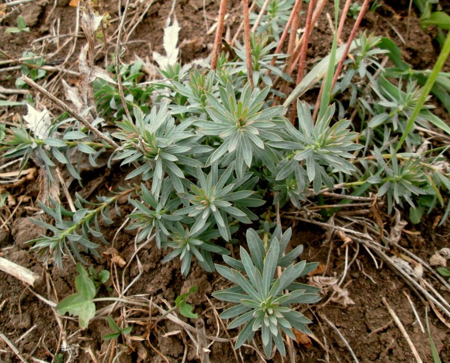 Молочай Сегье Euphorbia seguieriana