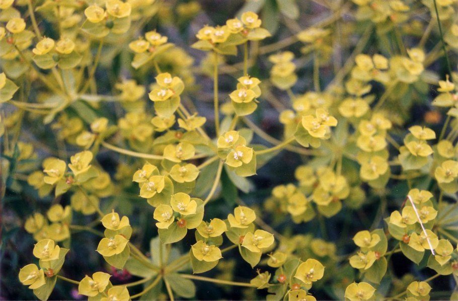 Молочай Луговой молочай