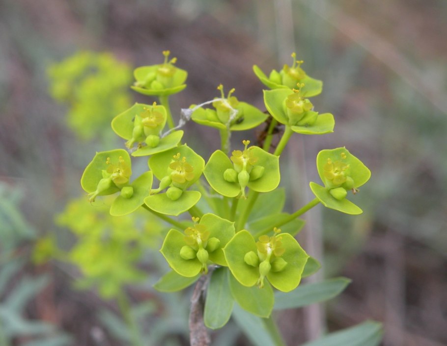 Молочай Сегье Euphorbia seguieriana