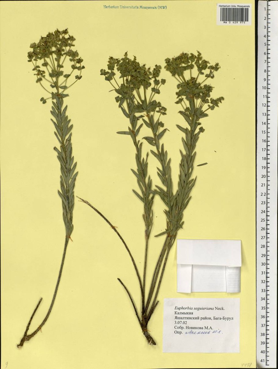 Euphorbia cyparissias