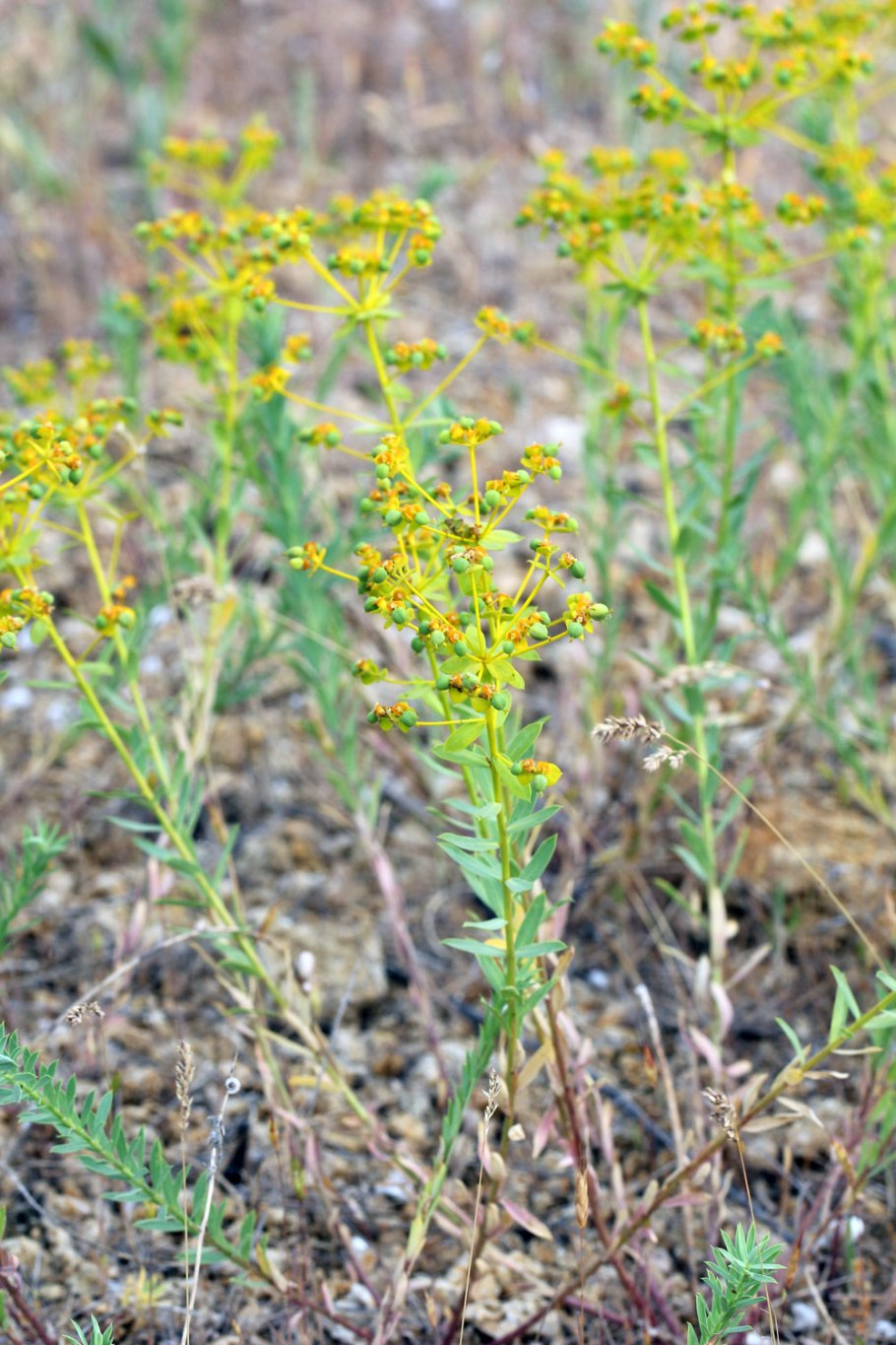 Молочай прутьевидный - Euphorbia virgata Waldst. Et Kit.
