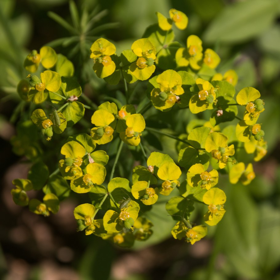 Картинка молочай Сегье