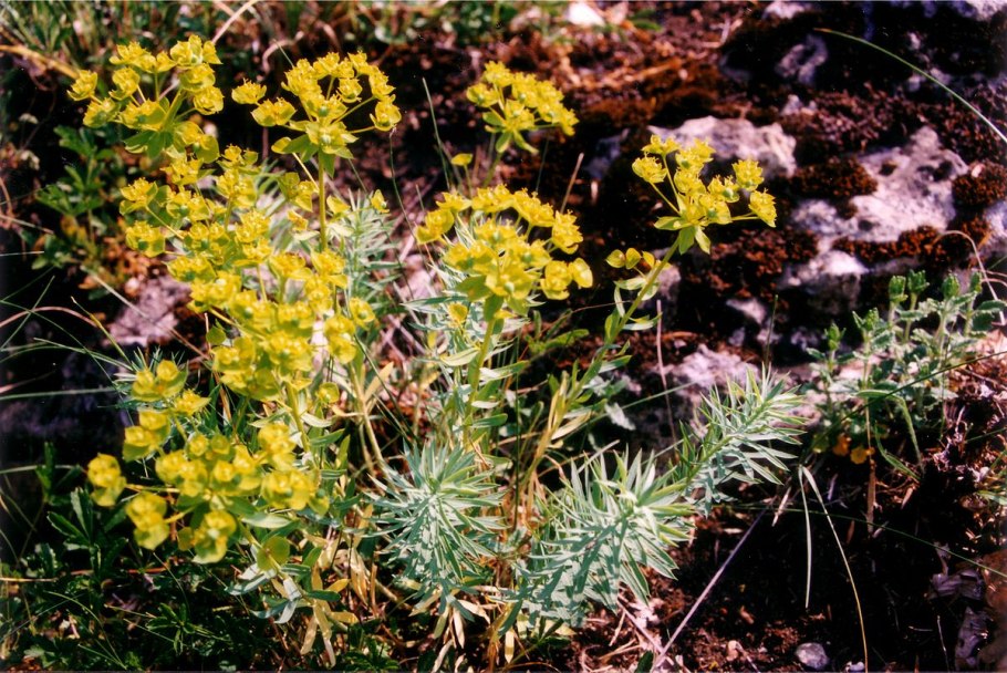 Молочай сегиеров (Euphorbia seguieriana)