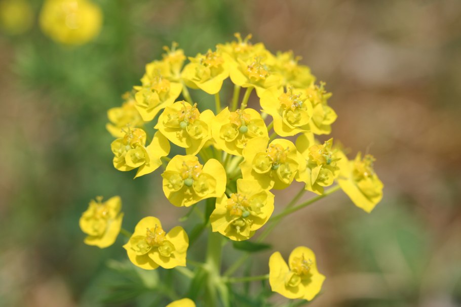 Молочай Сегье Euphorbia seguieriana
