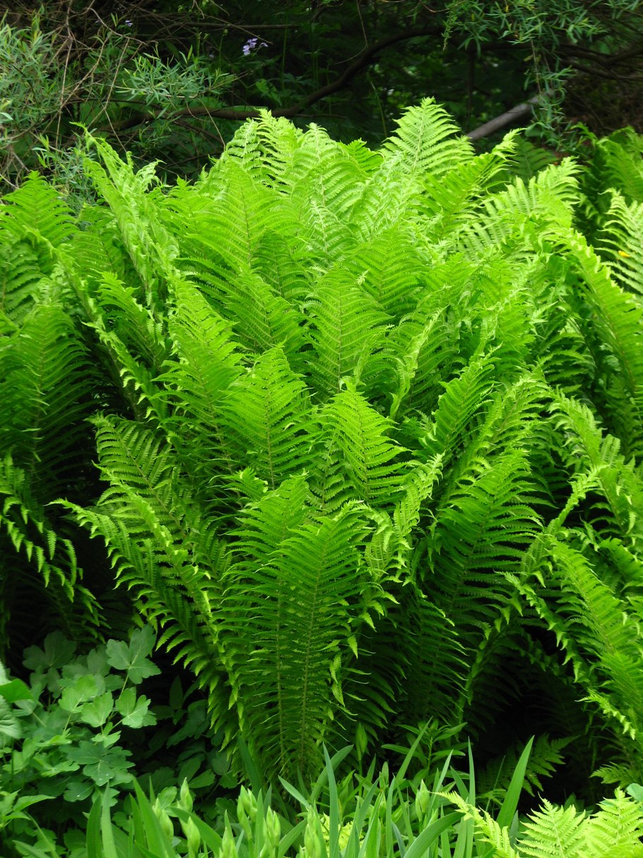 Папоротник страусник