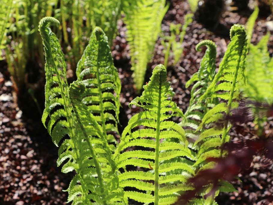 Страусник папоротник struthiopteris