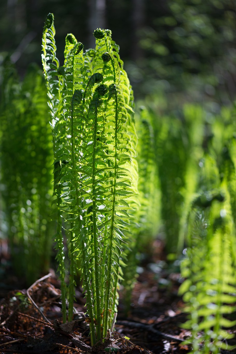Папоротник страусник