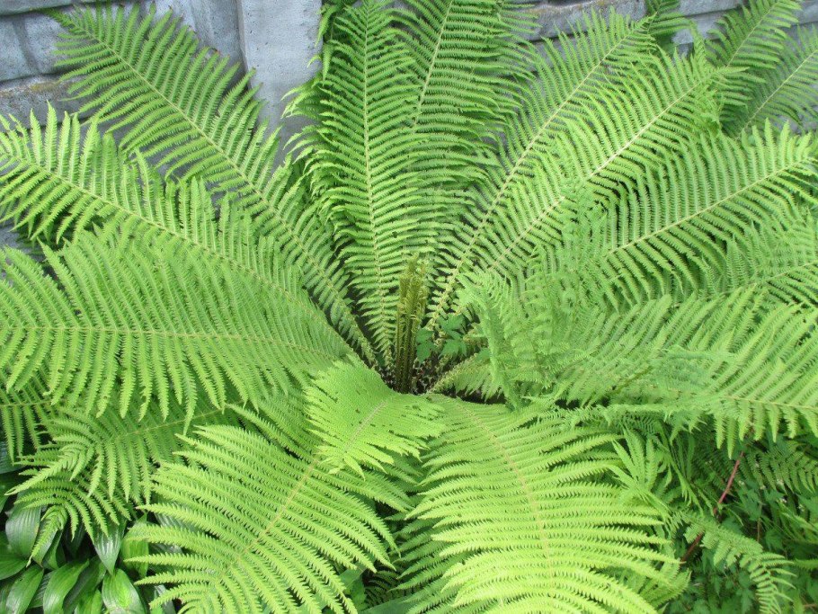 Папоротник страусник