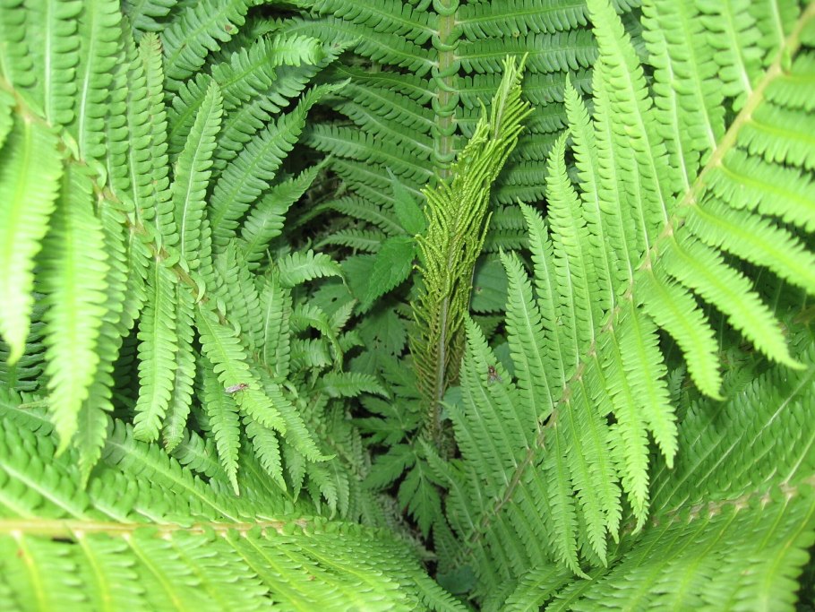 Папоротник страусник