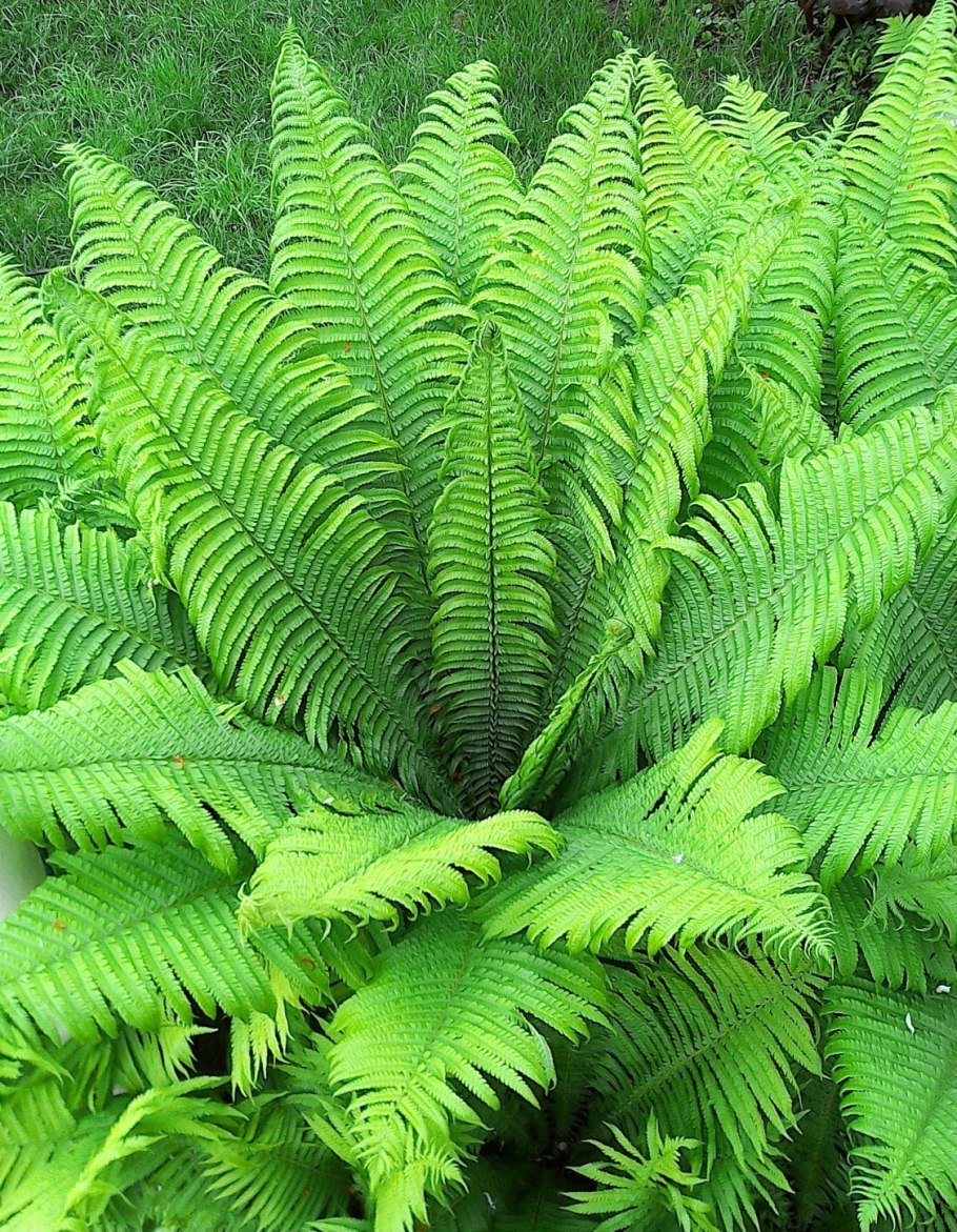 Папоротник страусник