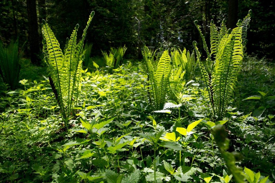 Страусник обыкновенный (Matteuccia struthiopteris)