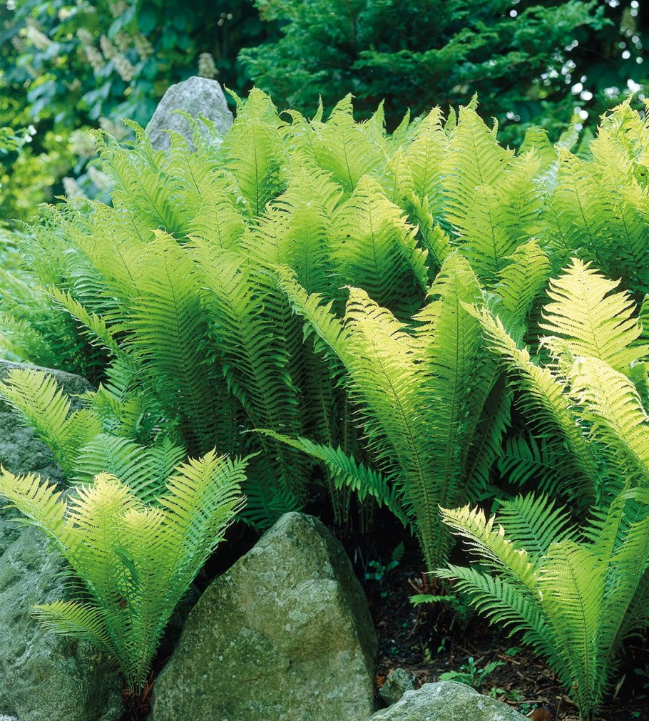 Папоротник Страусово перо