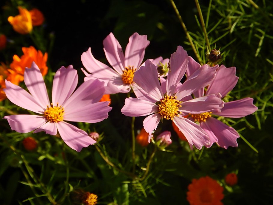 Космея дваждыперистый