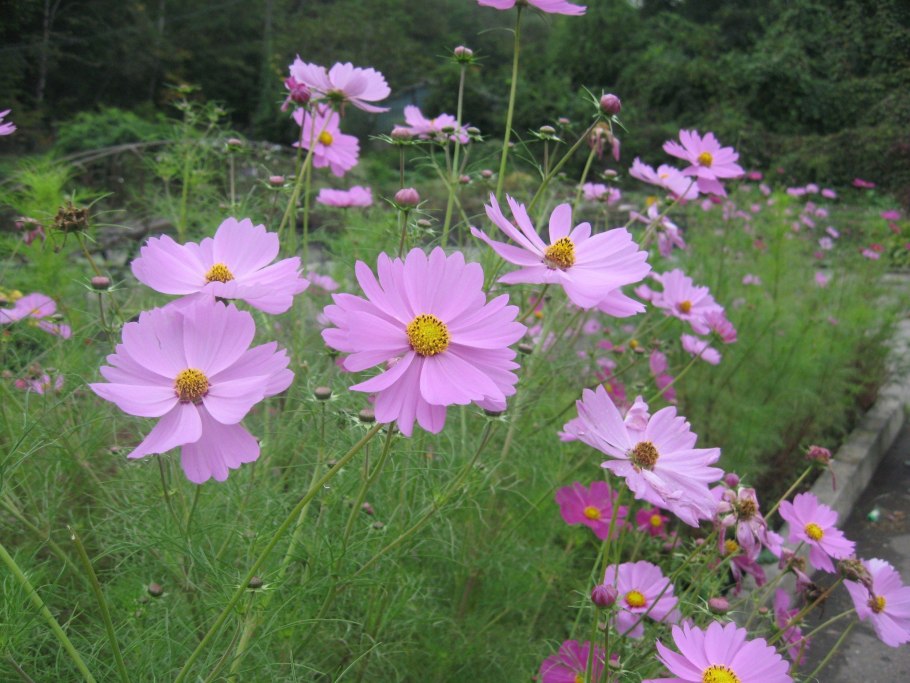 Космея дваждыперистая bipinnatus