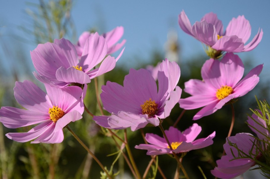 Космея Вега карликовая