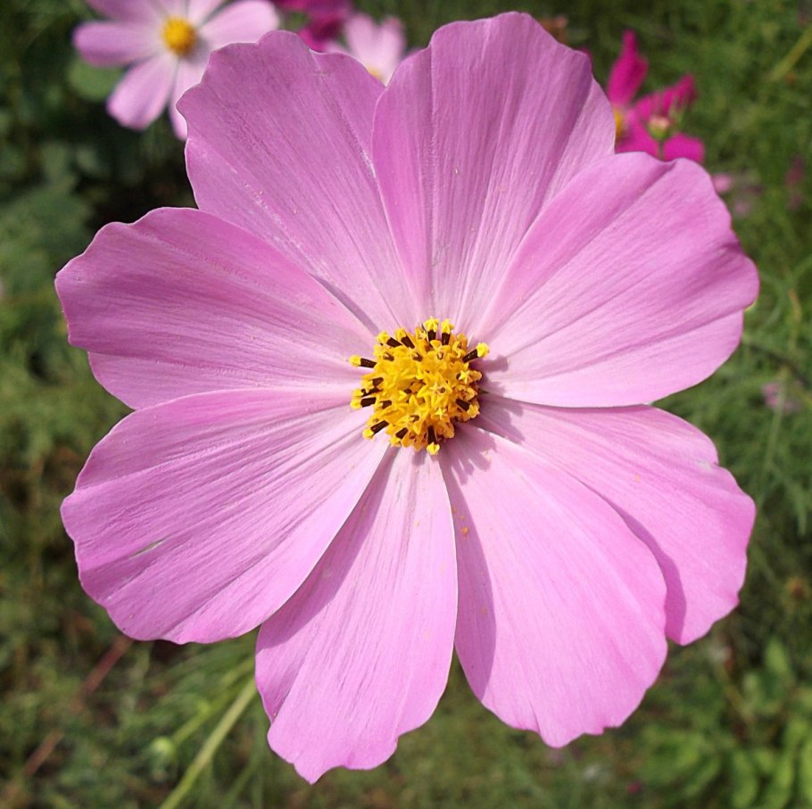 Космея дваждыперистая (Cosmos bipinnatus)