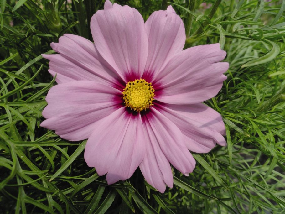 Цветы космея сенсация