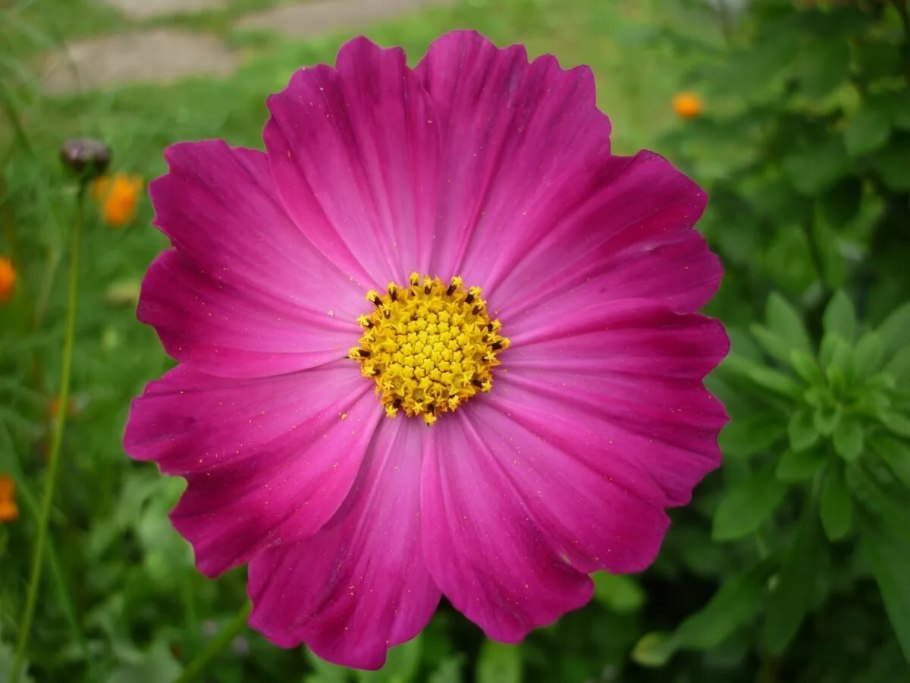 Однолетники космея