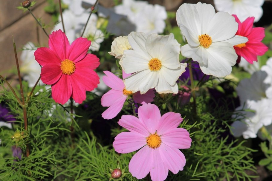 Однолетники космея