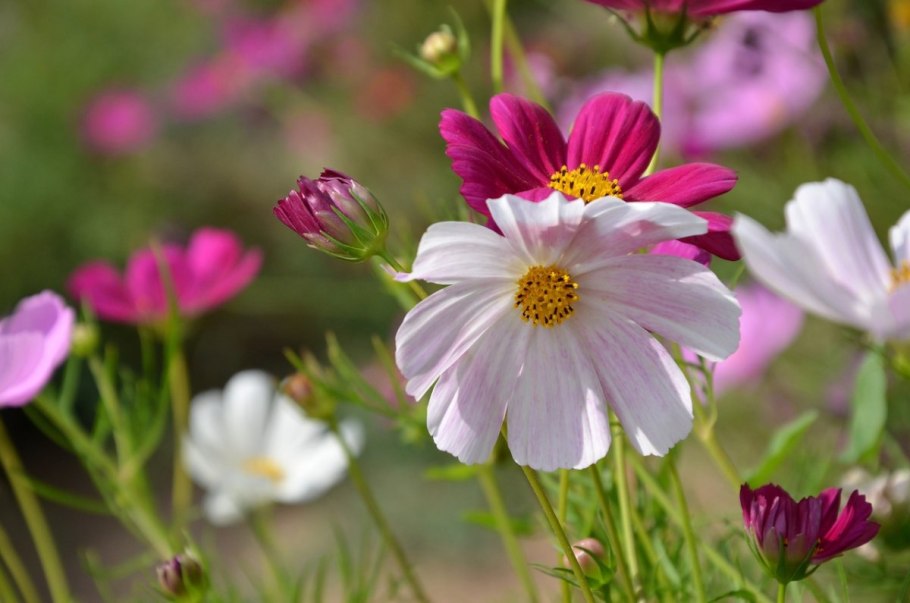 Космоса дважды перистая