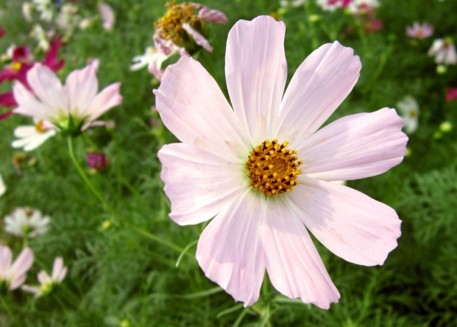 Космея дваждыперистый